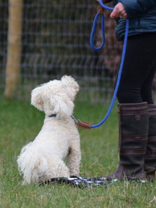 Kennel Club Good Citizen