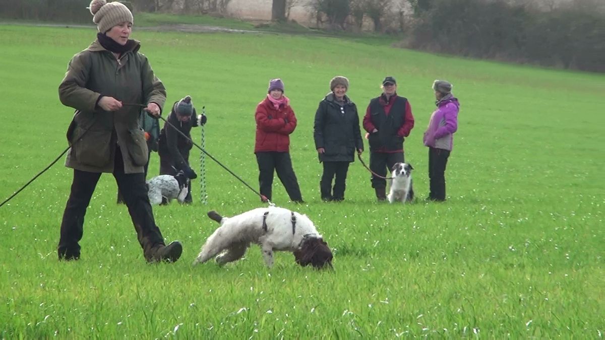 Tracking Training with English Springer Spaniel