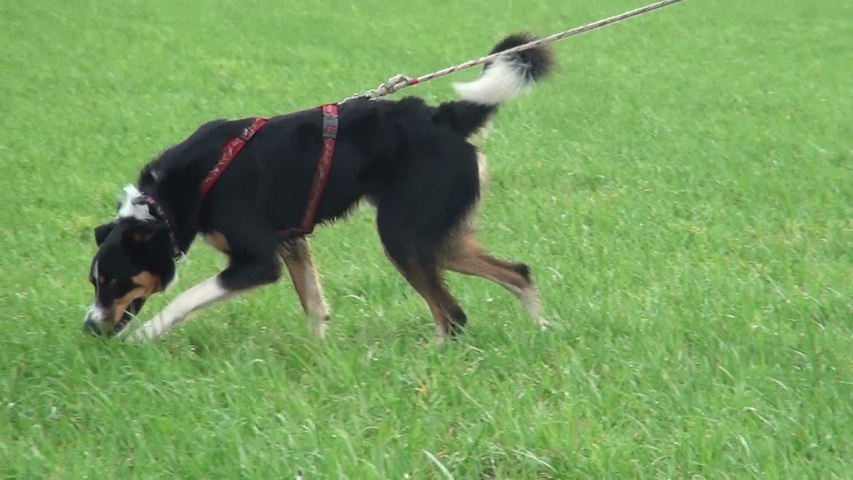 Tracking Training with Border Collie