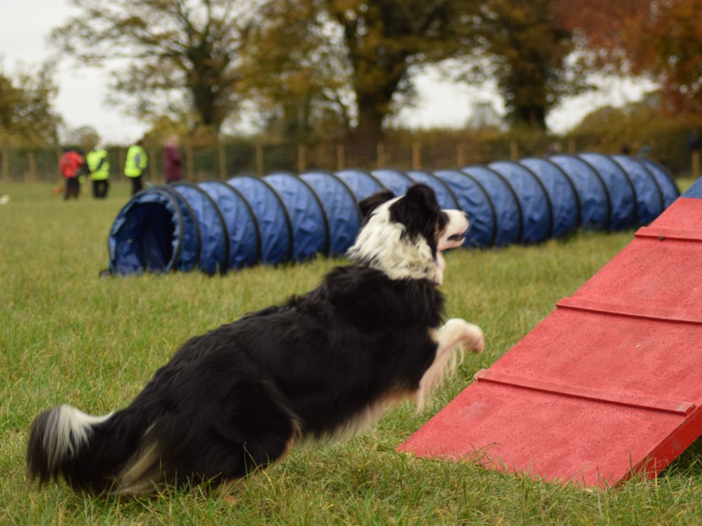 UK Dog Sport A frame