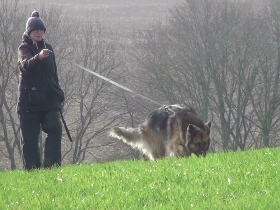 Lady handler tracking training with German Shepherd