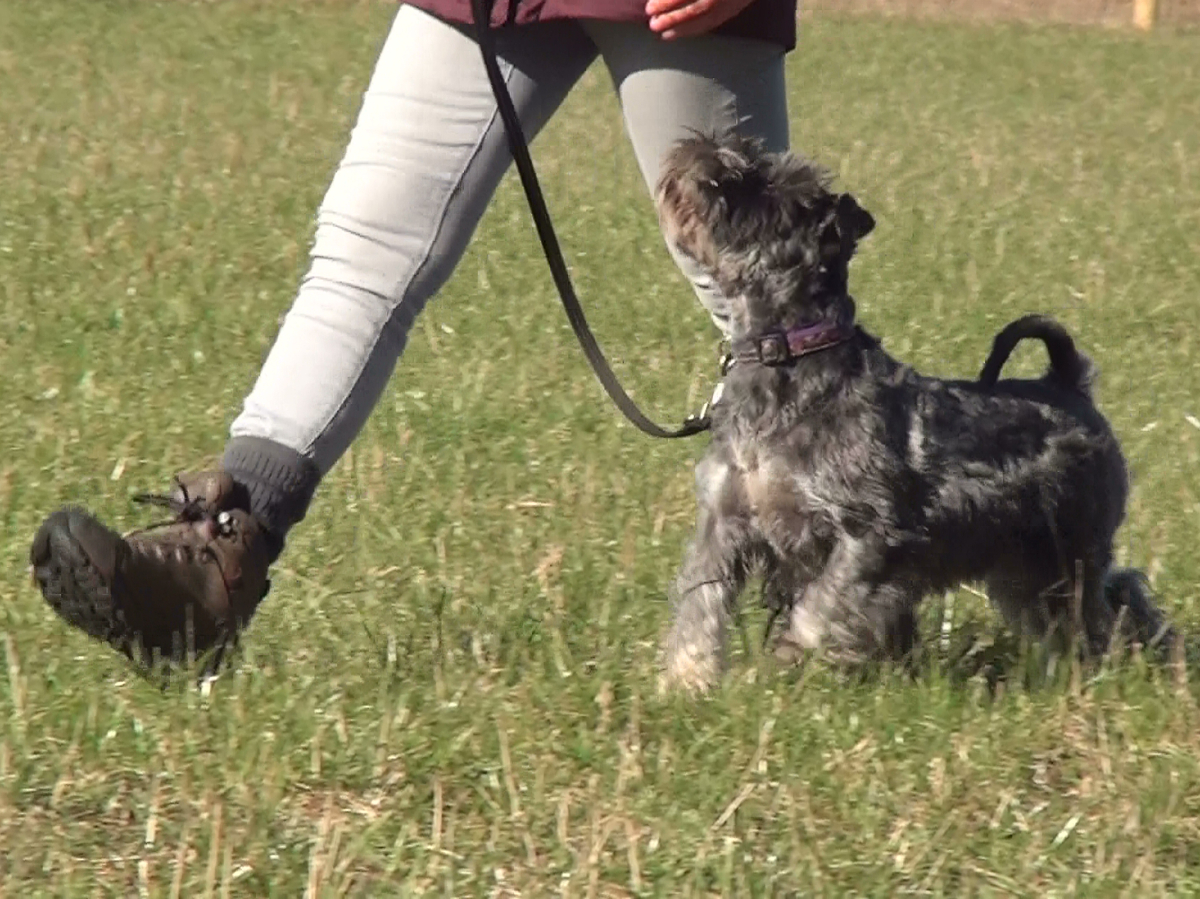 Lady handler with Miniature Schnauzer walking on a lead