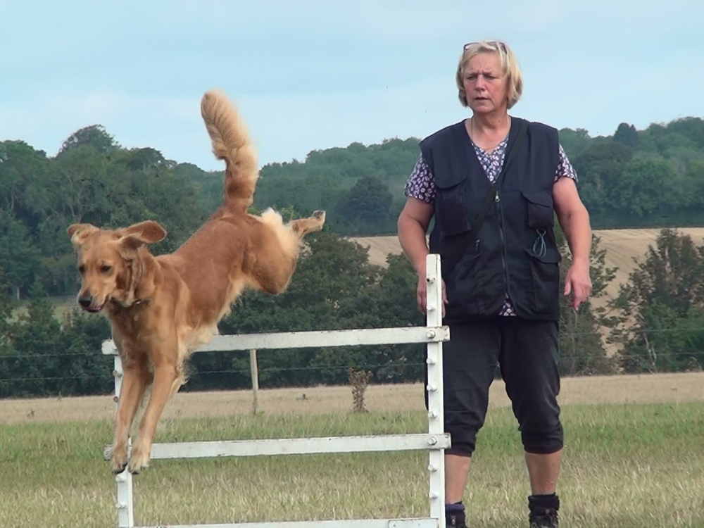 Lady handler with Golden Retriever over Clear Jump