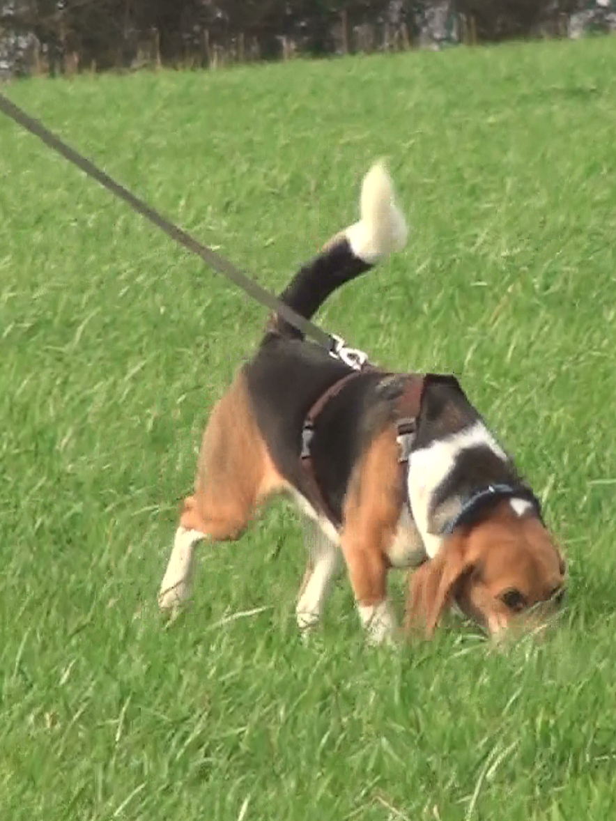 Beagle tracking