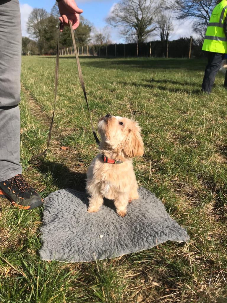 cavapoo looking at handler