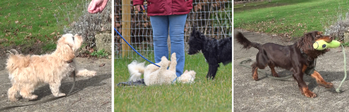 puppies being trained and playing