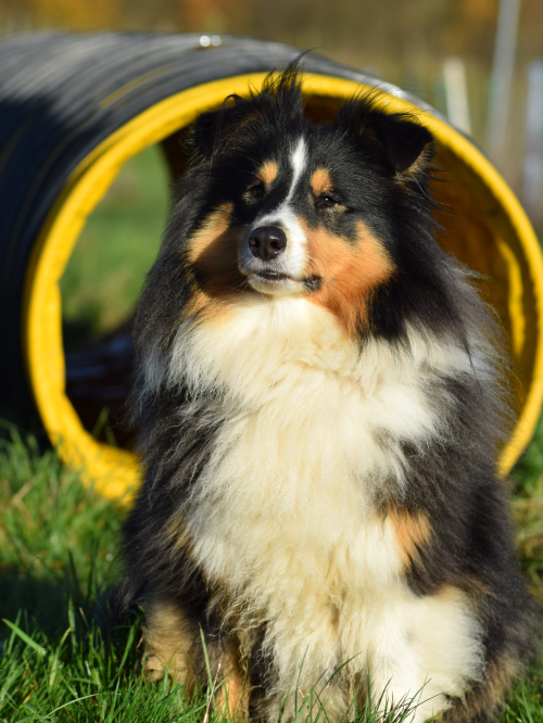 sheltie sitting outside the UKDS tunnel 